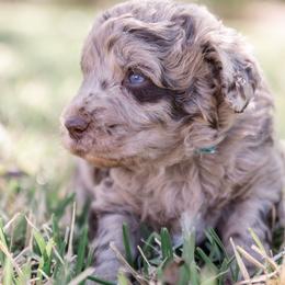 Aussiedoodle and Springerdoodle Puppies from Deek’s Designer Doodles