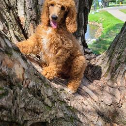 Poodle Puppies from My Buddies Puppies