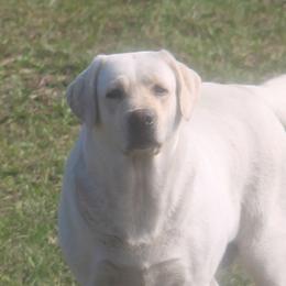 Ivory - Yellow female Labrador Retriever puppy in Morriston, Florida from Penny Lane Labradors