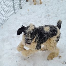Aussiedoodles and Poodles from La-di-da doodles