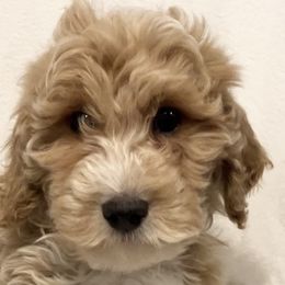 Boy 1 - Goldendoodle puppy from Doodle All Day