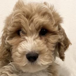 Boy 1 - Goldendoodle puppy from Doodle All Day