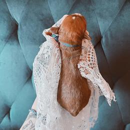 Cavalier King Charles Spaniel and Cavapoo Puppies from Cavapoo Puppy Parade