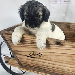 Cockapoo, Goldendoodle, and Poodle Puppies from Lavender poodles & doodles