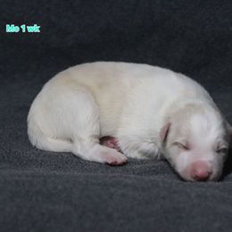 Mo - Gold male Border Collie puppy in Richmond, Maine from Lil Maine Border Collies