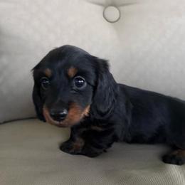 Milo - Black and tan male Dachshund puppy in Eugene, Oregon from FurEver Home