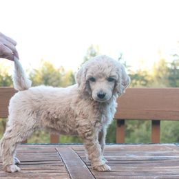 Poodle Puppies from Mount Zion Kennels