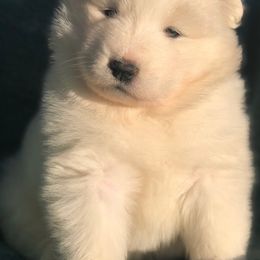 Lilac Girl - White and biscuit female Samoyed puppy in Bear Creek, Montana from Morning Star Samoyeds