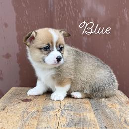 American Corgi and Pembroke Welsh Corgi Puppies from Flying K Corgis