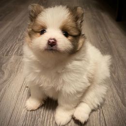 Fifi - Cream sable parti female Pomeranian puppy in Rockford, Alabama from Wickedly Cute Puppies