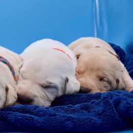 Labrador Retriever Puppies from 3M Labrador Retrievers, LLC