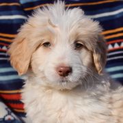 Skye - Bordoodle puppy in Baxter Springs, Kansas from JM Lazy S Doodles and Border Collies