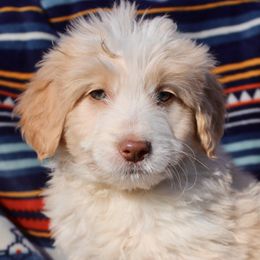 Skye - Bordoodle puppy in Baxter Springs, Kansas from JM Lazy S Doodles and Border Collies