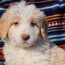 Skye - Bordoodle puppy in Baxter Springs, Kansas from JM Lazy S Doodles and Border Collies
