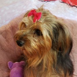 Jade - Yorkshire Terrier