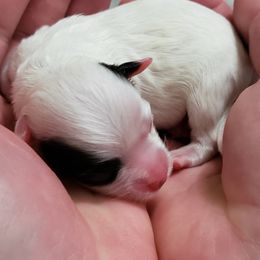 "Girl (M)" Havanese Puppies from Jay's Havi-nese