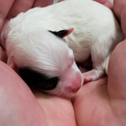 "Girl (M)" Havanese Puppies from Jay's Havi-nese