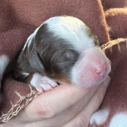Bruno - Chocolate male Goldendoodle puppy in Blanchard, Oklahoma from Dream Doodles by Dondi
