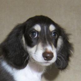 Mars - Dachshund