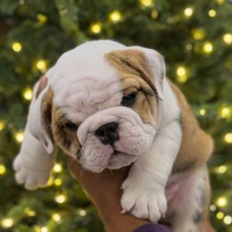 Robbie - Red brindle and white male Bulldog puppy in San Antonio, Texas from Bulldogzilla Breeders