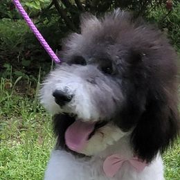 Chris  - Goldendoodle