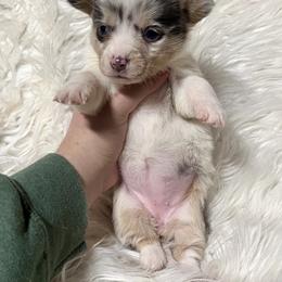Blue Merle girl - Blue merle and white female American Corgi puppy in Clinton, Tennessee from High Hopes Hounds