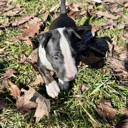 D.O.G. - Black brindle and white male Bull Terrier puppy in Springfield, Ohio from Lynn Hill Bull Terriers