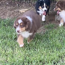 Boy3 - Black tri male Miniature Australian Shepherd puppy in Harmony, North Carolina from Carolina Pride Aussies