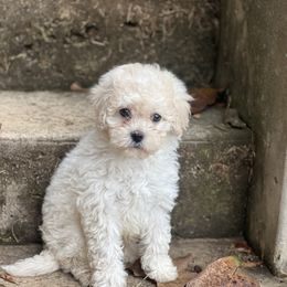 Vader - Cream male Cavapoo puppy in Yellville, Arkansas from Ozark Mountain Doodles & Pugs