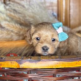 Lady Kluck - Red female Cavapoo puppy in Waldron, Arkansas from Kay’s Cutie Poos