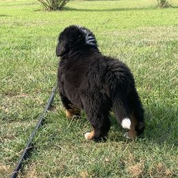 Bernese Mountain Dog Puppies from D’S Bernese Mountain Dogs