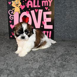 Anders - Sable and white male Shih Tzu puppy in Arcola, Illinois from Highline Puppies