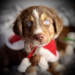 Buck Wild- tail, blue eyes likely - Red tri-color male Australian Shepherd puppy in Penrose, Colorado from Best Friend Aussies