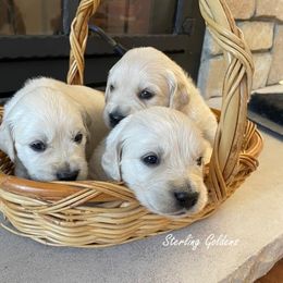 Golden Retriever Puppies from Sterling Goldens