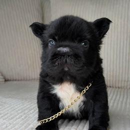 Bulgari - Black and white male French Bulldog puppy in Miami, Oklahoma from Destiny Jones