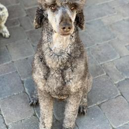 Poodle All Grown Up from Precisely Poodles