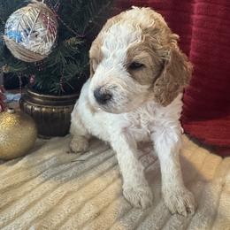 Drew (red) - male Goldendoodle puppy in Fayettville Ar, Arkansas from Ozark Bulldogs and doodles