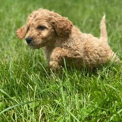 Goldendoodle and Irish Doodle Puppies from Blue Ridge Doodles
