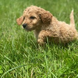 Goldendoodle and Irish Doodle Puppies from Blue Ridge Doodles