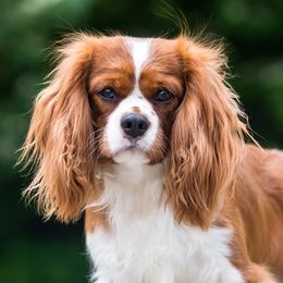 Kirby - Cavalier King Charles Spaniel