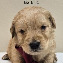 Boy 2 - Cream male Goldendoodle puppy in Milford, Michigan from Servant Kennel
