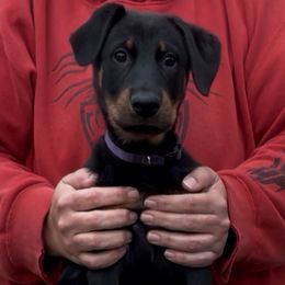 Hurra (Purple collar) - Black and rust female Beauceron puppy in Waller, Texas from Côté Obscur