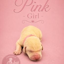 Pink Collar Girl - Yellow female Labrador Retriever puppy in Las Vegas, Nevada from Lucky Labrador Retrievers