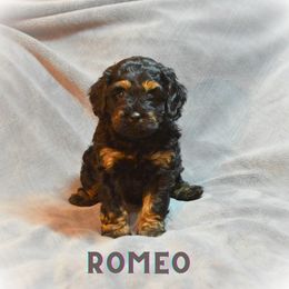 Cockapoo Puppies from Gold Heart Pups