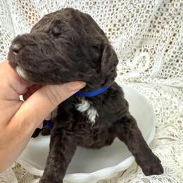 Fig - Chocolate male Labradoodle puppy in Candler, North Carolina from Maple Bakin’ Doodles