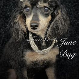 June - Poodle