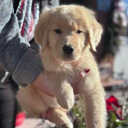 Red girl - Golden female Golden Retriever puppy in Silver Lake, Indiana from Seven Hills Goldens