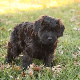 Grahm - Wheaten male Whoodle puppy in West Bend, Iowa from Blue Skies Terriers