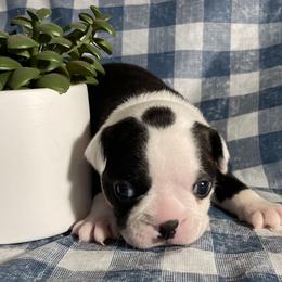 Boston Terrier Puppies from So Cal Boston’s