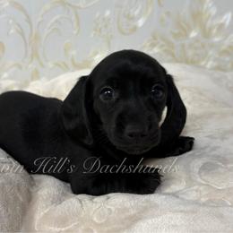 Boy 2 - Black male Dachshund puppy in Jonesboro, Illinois from Twin Hills Dachshunds